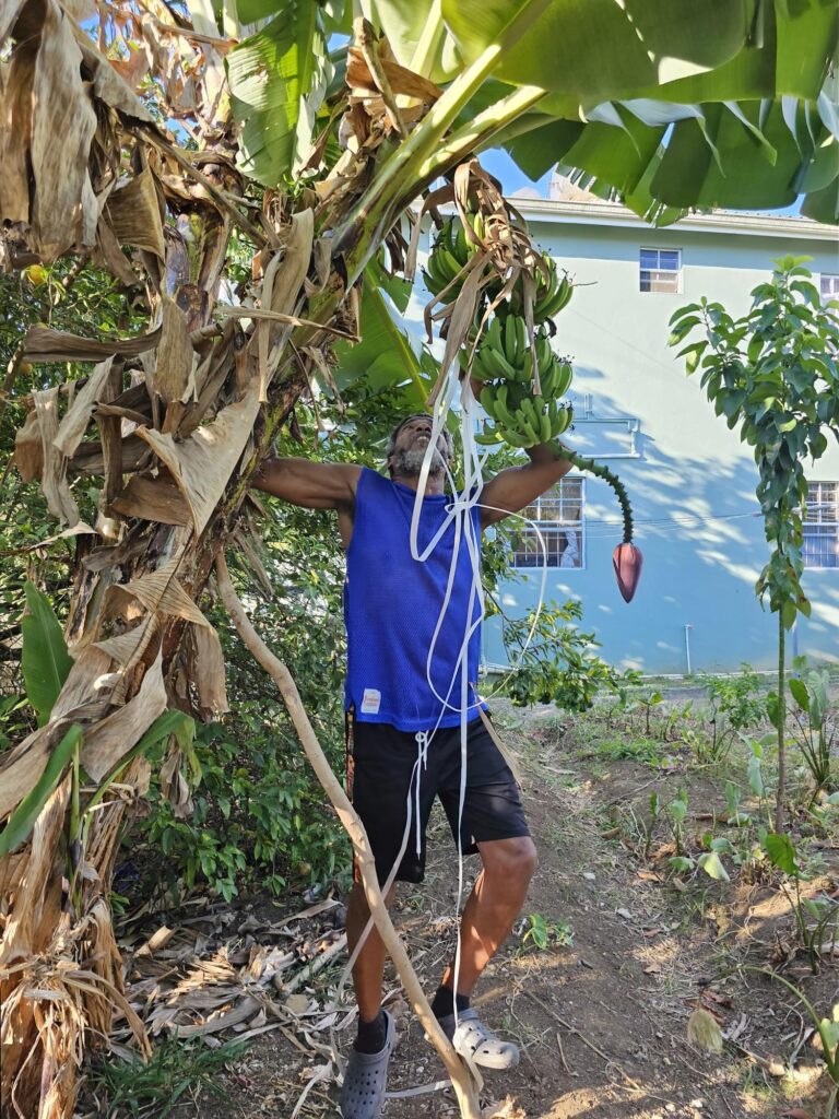 Securing a garden banana tree with snap-proof material.